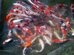 Ikan Koi