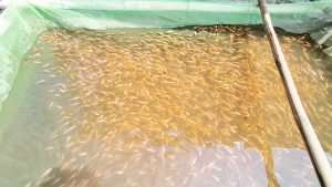 Kolam Ikan Nila