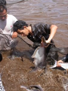 Seleksi Induk Ikan Patin