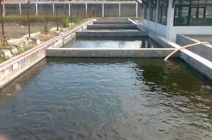 Gurame Kolam Beton