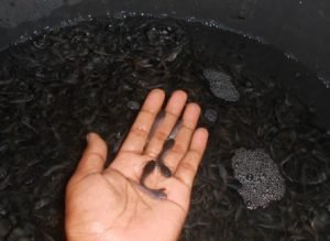 Bibit Ikan Lele