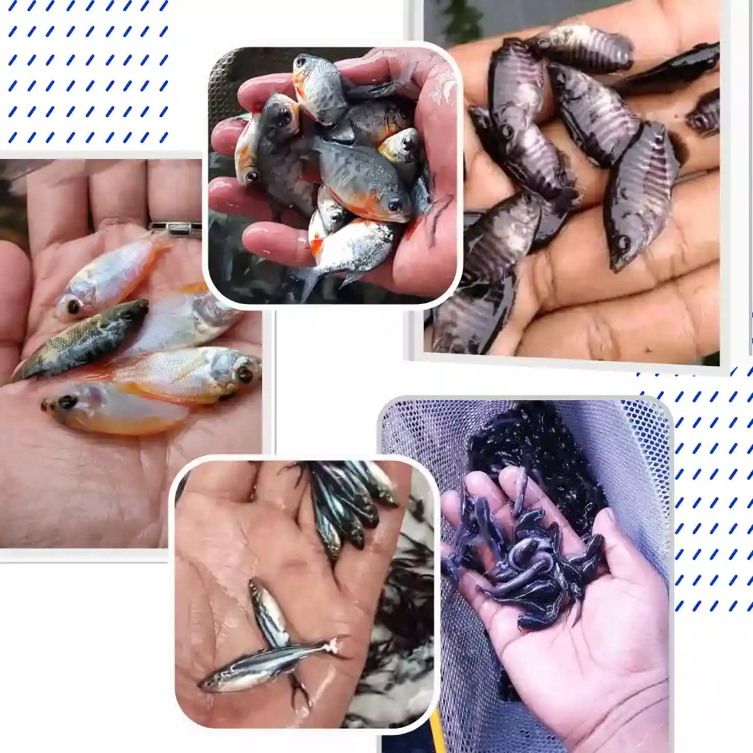 Pusat Jual Bibit Ikan Air tawar