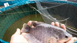 Gurame Kolam Terpal
