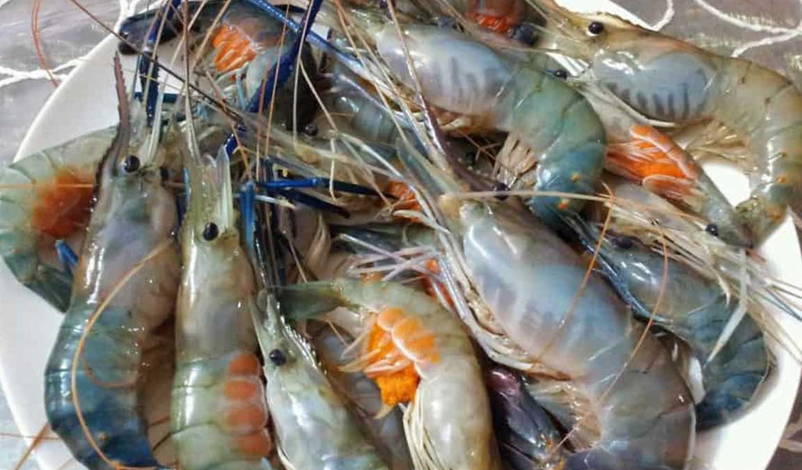 Cara Budidaya Udang Galah Air Tawar Tarakan - Alfa Farm